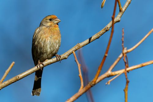 Free Vibrant finch sitting on a tree branch against a clear blue sky. Stock Photo