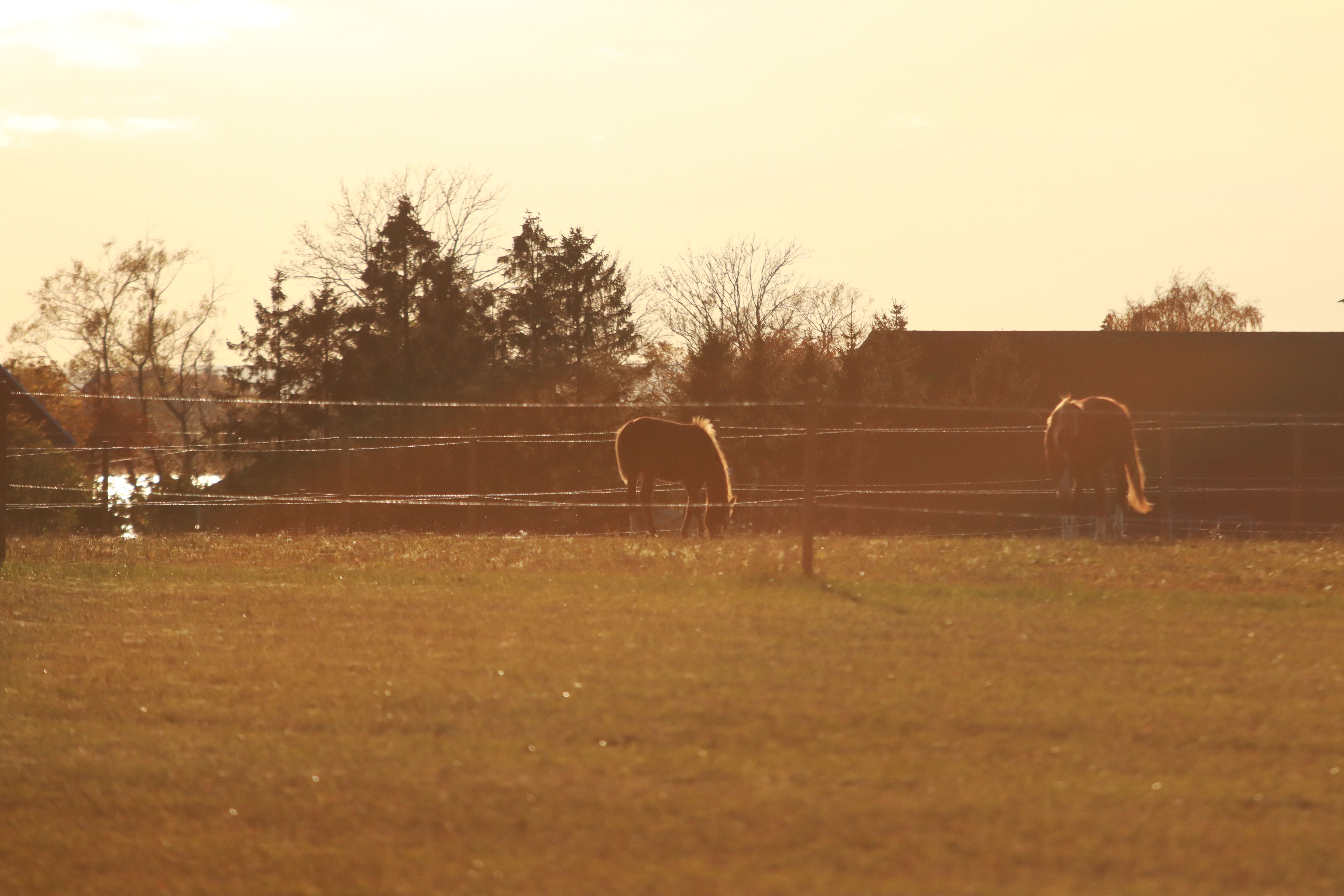 Haras National de Tarbes
