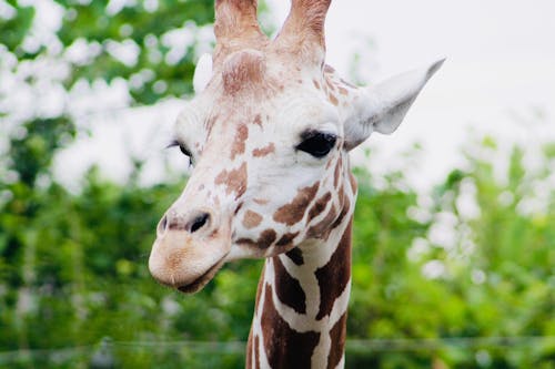 Free Close-up Photo of Brown Giraffe Stock Photo