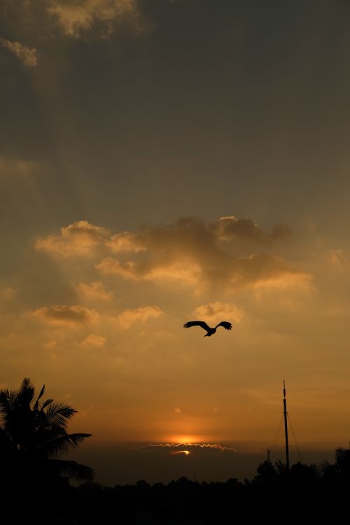 Free A tranquil evening sky with a bird silhouetted against a warm sunset. Stock Photo