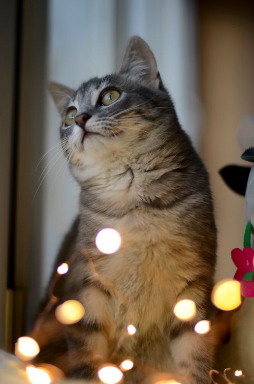 Free A charming gray tabby cat looks up surrounded by warm bokeh lights for an enchanting festive vibe. Stock Photo