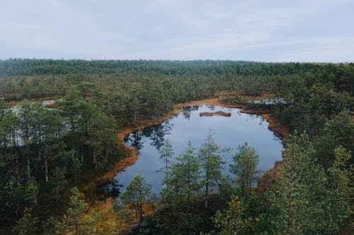 Photo Panoramique Des Arbres Au Bord Du Lac