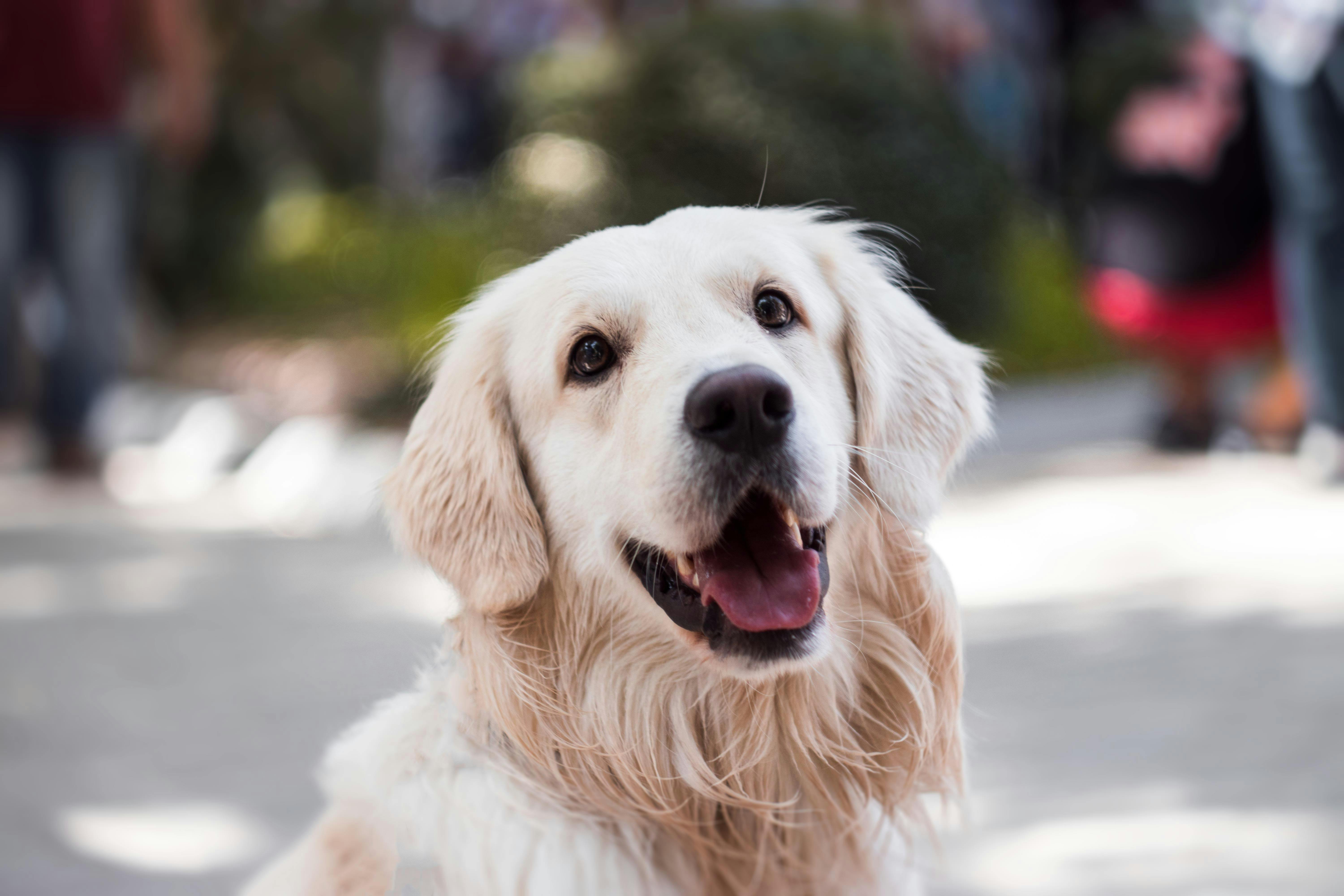 adult golden retriever close up photography