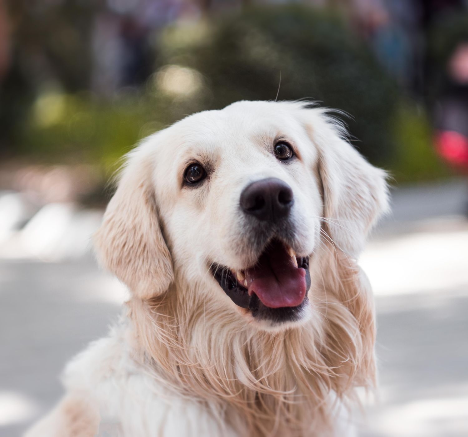 Golden Retriever smiling outdoors with shallow depth of field focus.