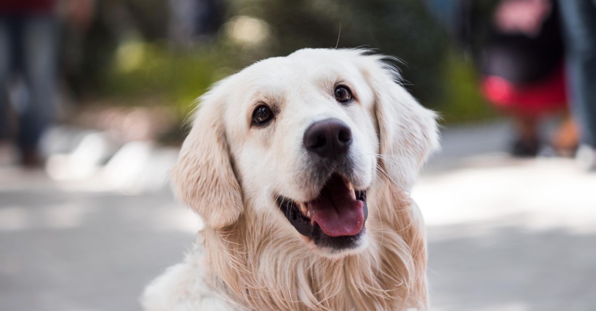 Meeting Bella: A Loveable Canine Companion Meeting Bella: A Loveable Canine Companion