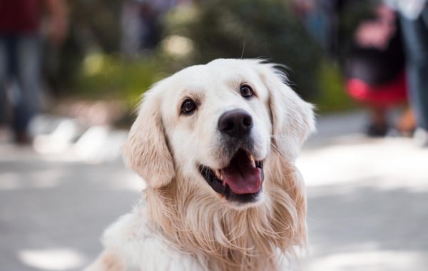 How to stop your dog pulling on the leash