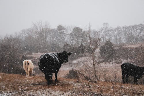 Cows in Countryside in Snow