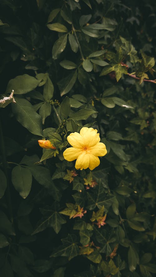 Yellow Flower and Green Leaves