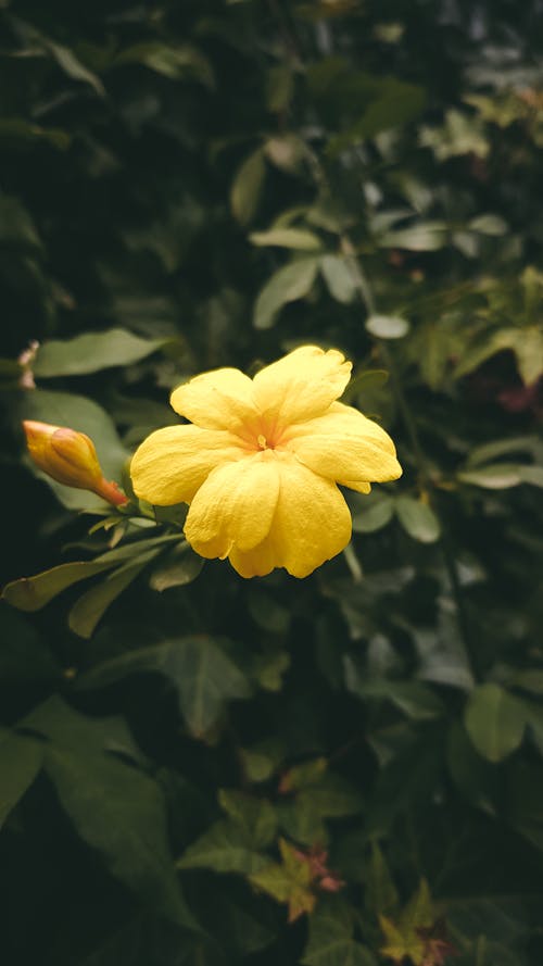 A Yellow Flower in Bloom 