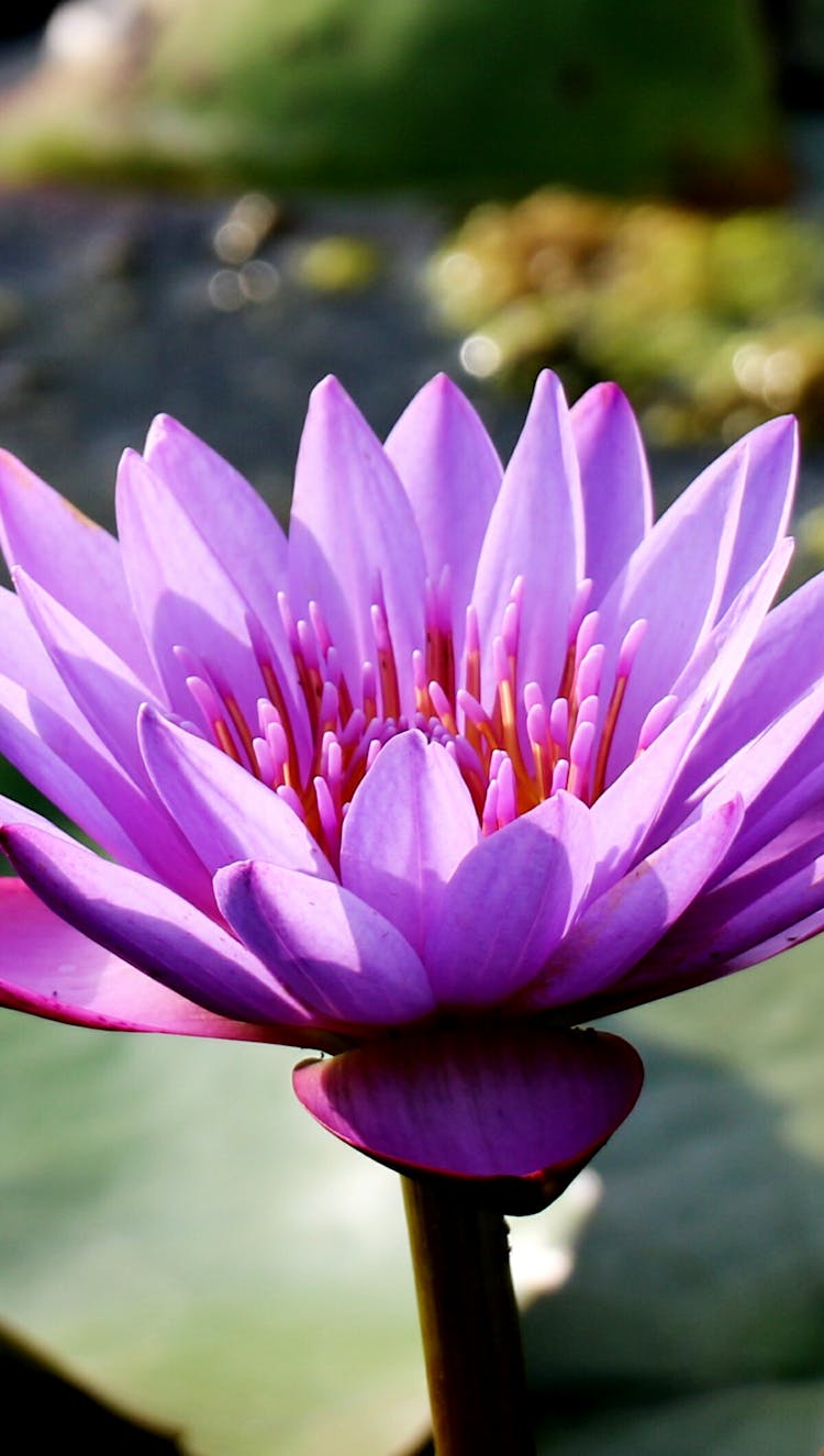 Close-Up Of Water Lily Flower