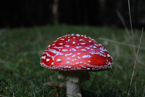 Red Mushroom in Close Up Photography