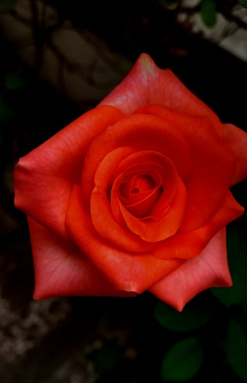 Closeup of blossom flower with delicate petals growing on green stem in park