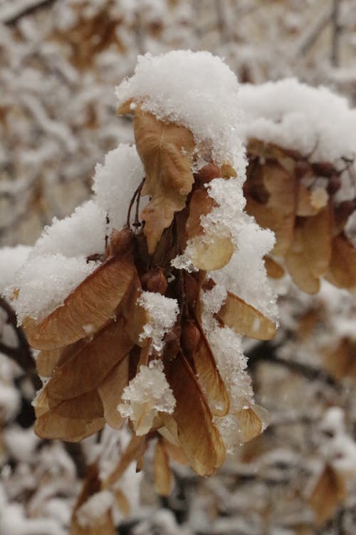 Snow and Ice on Leaves