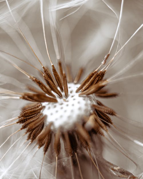 Macro Shot of Dandelion Seeds