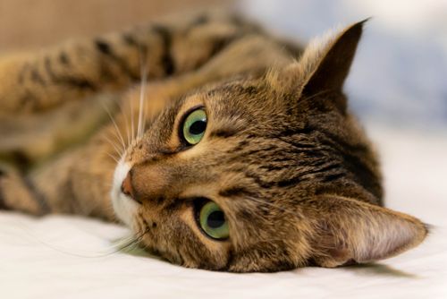 Free Close-up of an adorable tabby cat lying on a white surface with green eyes. Stock Photo