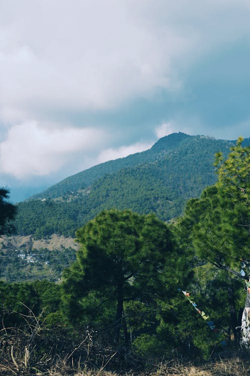 Immagine gratuita di alberi, catena montuosa, cielo coperto