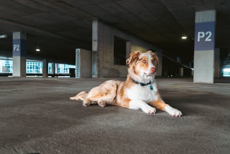 An Australian Shepherd dog relaxing in an urban parking garage in Salt Lake City, UT.