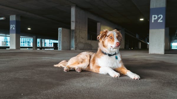 An Australian Shepherd dog relaxing in an urban parking garage in Salt Lake City, UT.