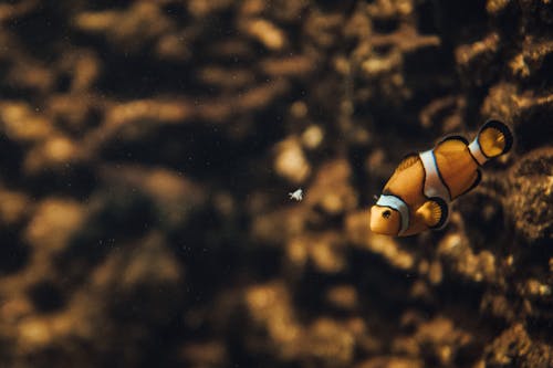 Бесплатное стоковое фото с водные животные, закрыть, Марин Ли