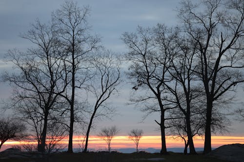 低角度拍攝, 光秃秃的树木, 冬季 的 免费素材图片