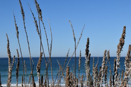 Free Dry grasses silhouetted against the horizon with sea in the background. Stock Photo
