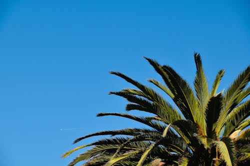 Darmowe zdjęcie z galerii z błękitne niebo, czyste niebo, drzewo