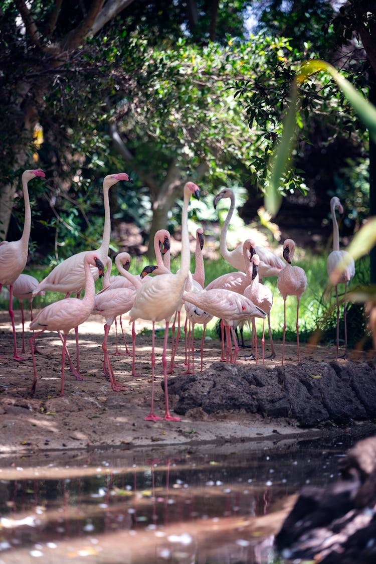 Greater Flamingos On The Ground