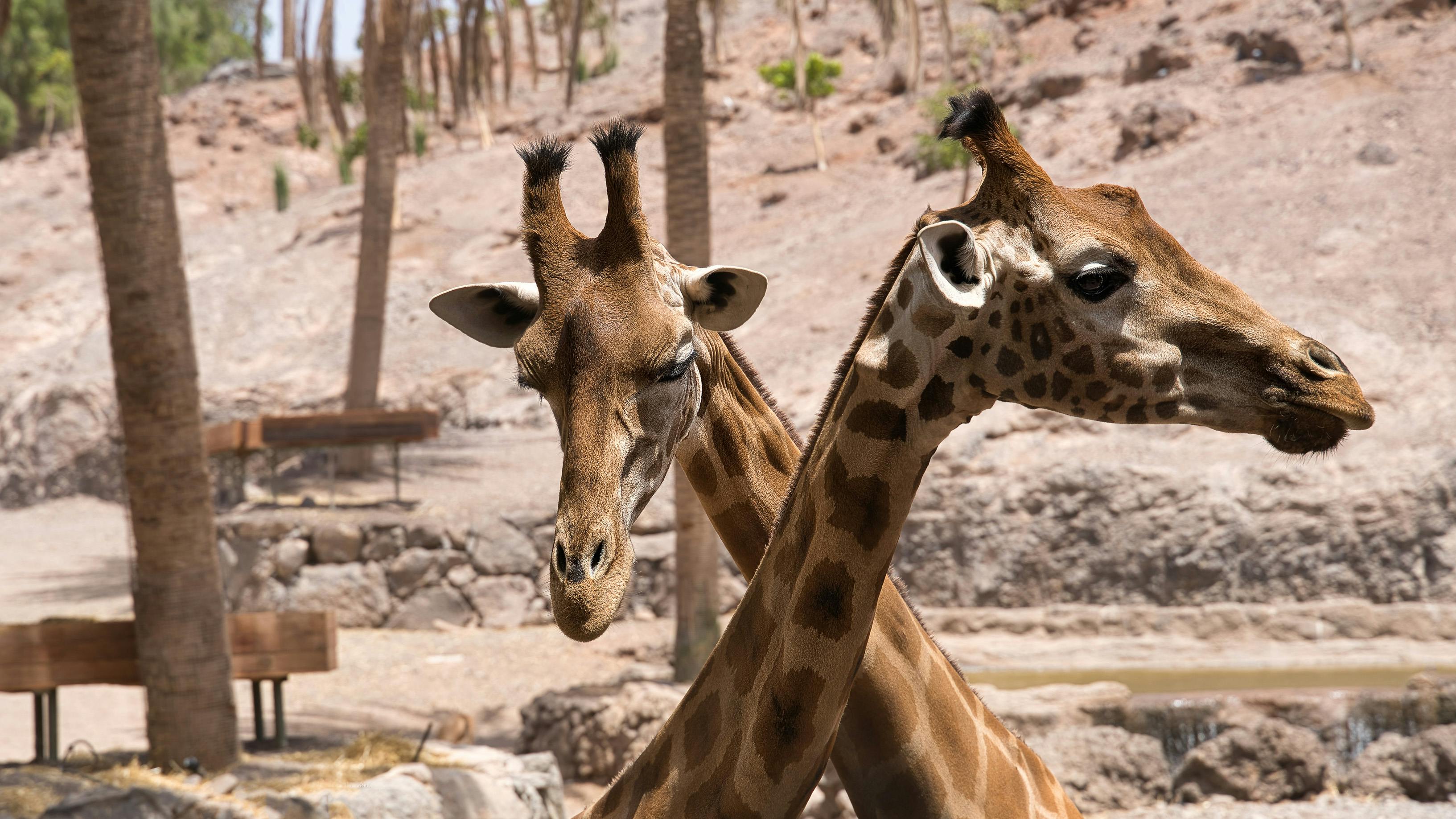 Zoo Worker Photos, Download Free Zoo Worker Stock Photos & HD Images