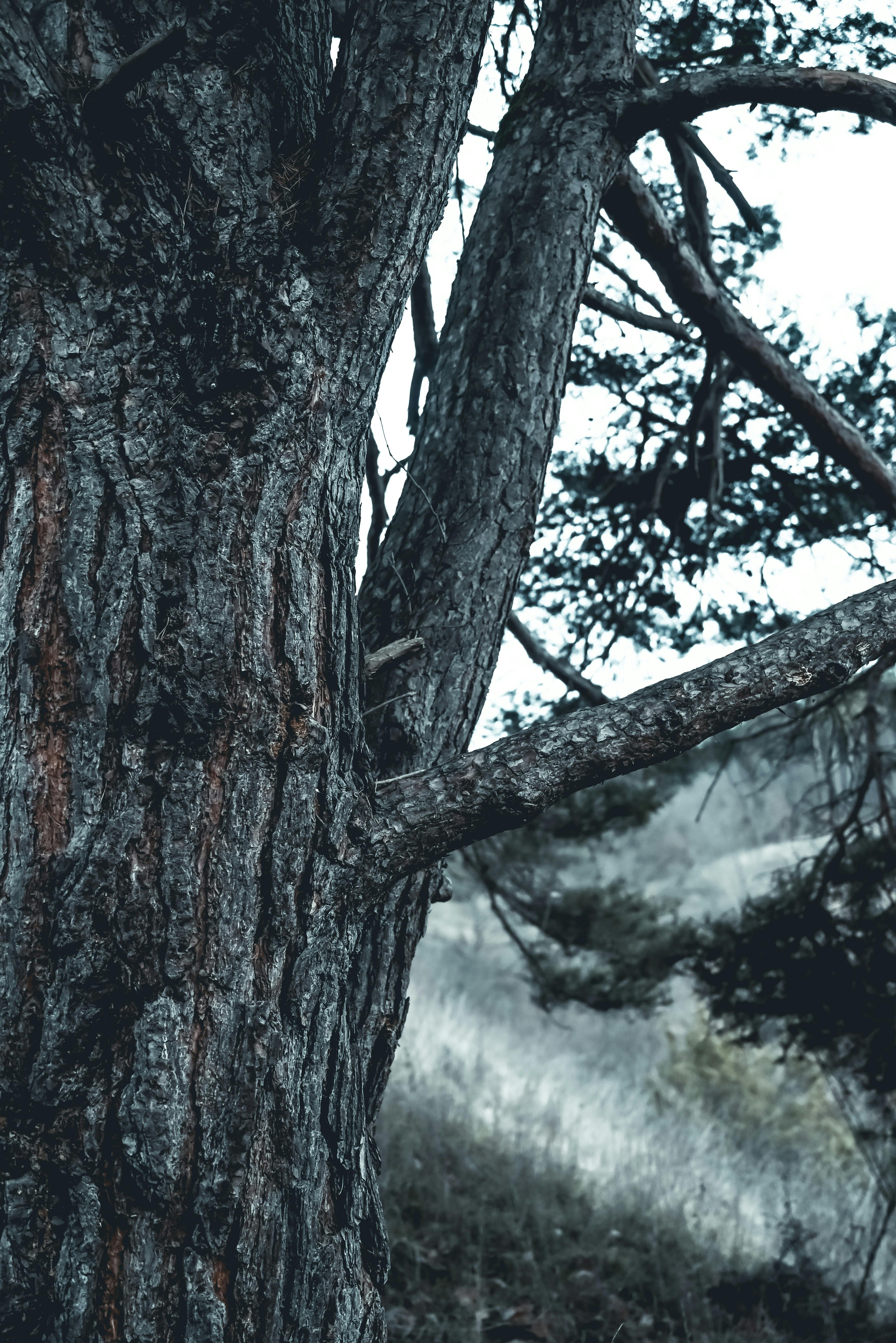 View of a Tree · Free Stock Photo