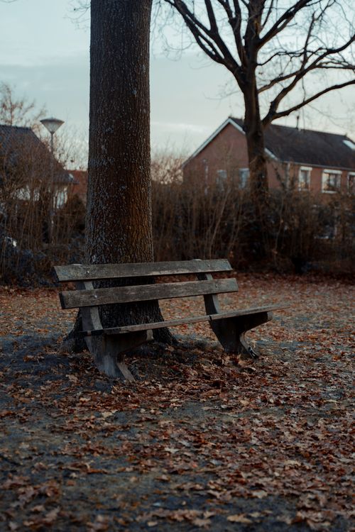Bench by Tree in Autumn · Free Stock Photo