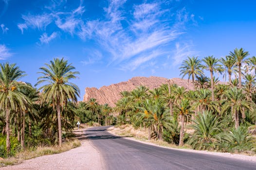Beautiful palm trees line an asphalt road in a sunny Biskra oasis with a backdrop of rugged mountains.