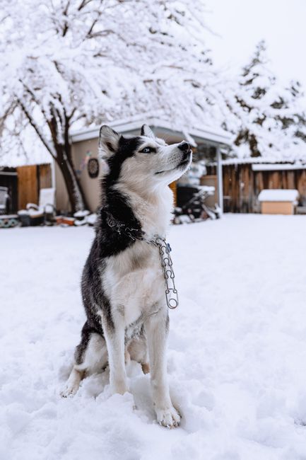 A Siberian Husky sitting proud in a snow-covered backyard, exuding winter charm.