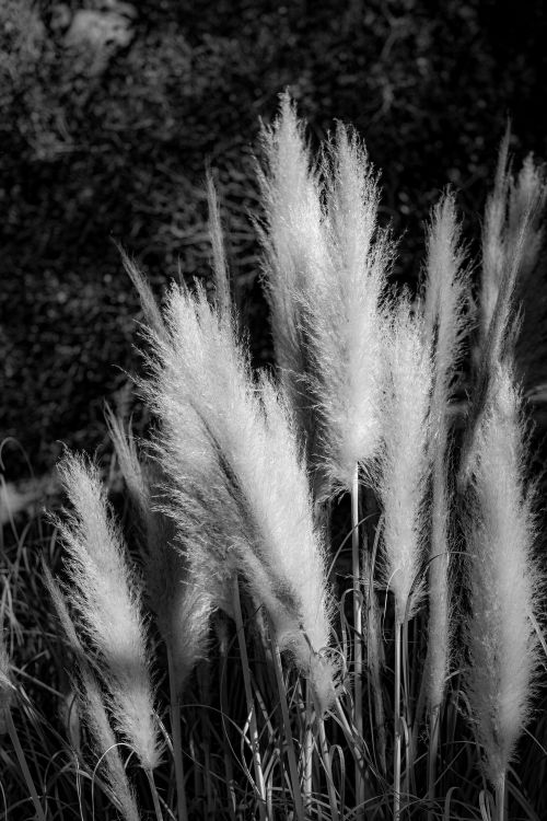 Free Black and white image of pampas grass capturing elegant silhouettes against dark background. Stock Photo