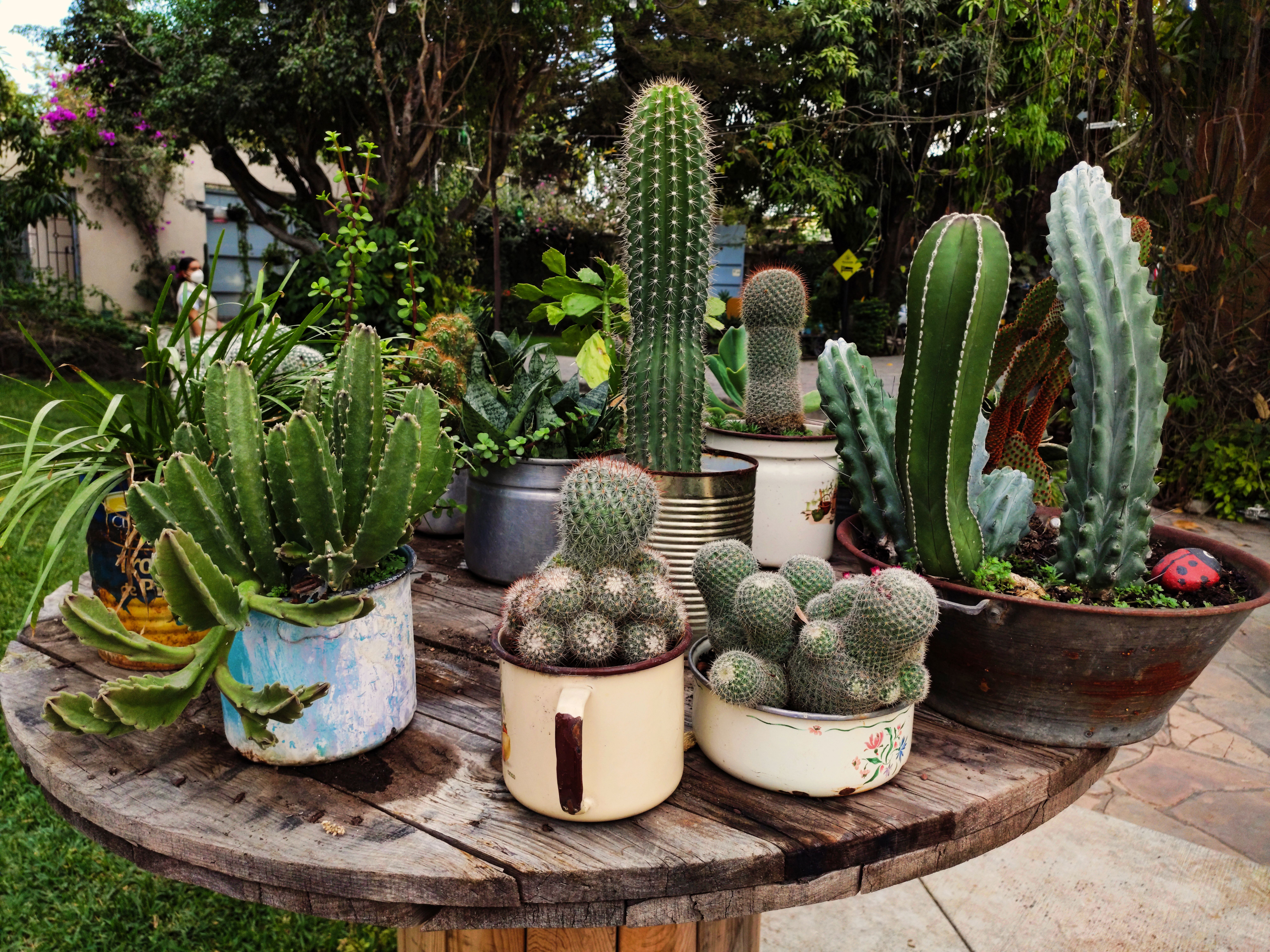 Various cacti arranged in pots on a rustic wooden table, outdoors in a garden in Iguala, México.