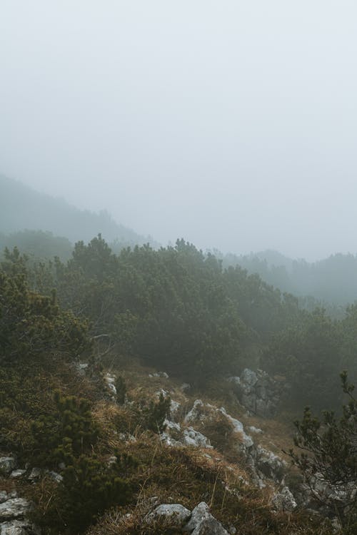 Free Trees on Mountain during Foggy Weather Stock Photo