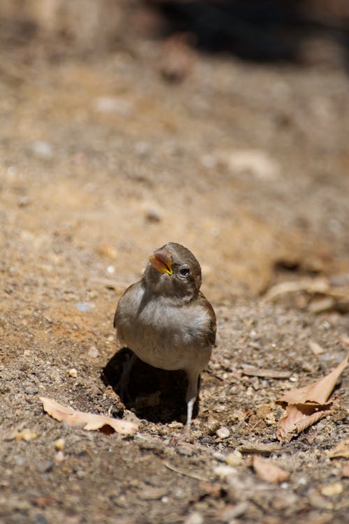 Close-Up Shot of a Sparrow 
