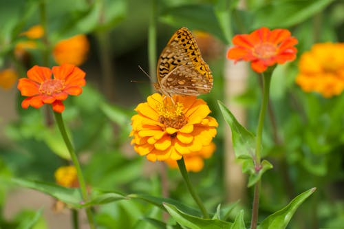 Close up of a Butterfly on a Flower 