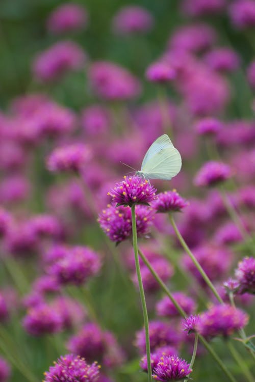 Close-up of a White Butterfly sitting on a Purple Flower