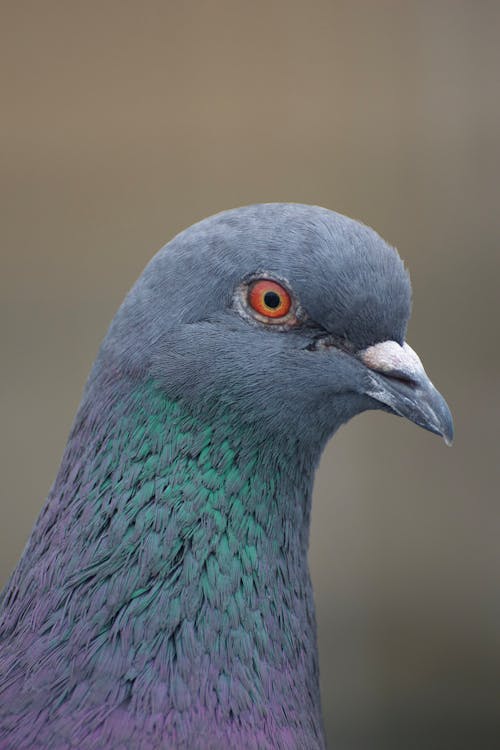 Close-Up Shot of a Pigeon 