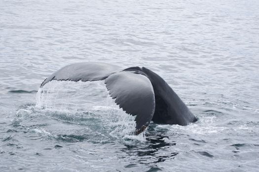 Humpback whale boat (summer) — Greenland