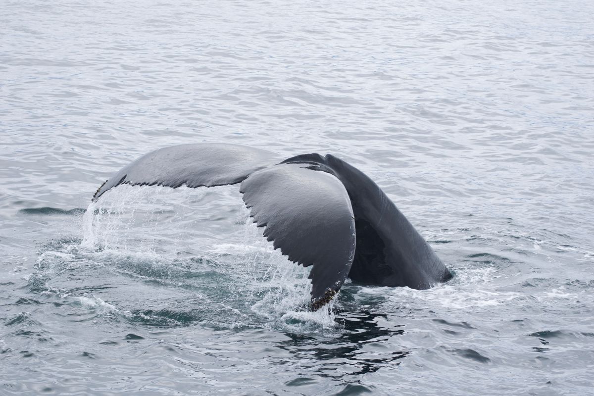 A majestic humpback whale tail emerges gracefully from the ocean, showcasing mar