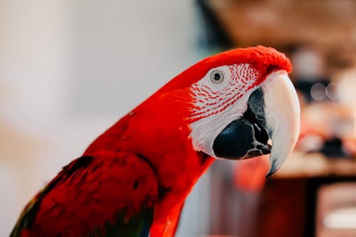 Darmowe zdjęcie z galerii z fotografia zwierzęcia, papuga, ptak