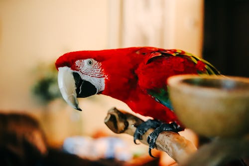 Red Bird Perched on a Stick