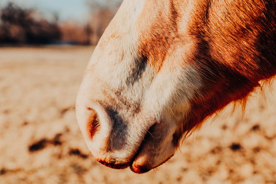 importance of proper horse hoof trimming