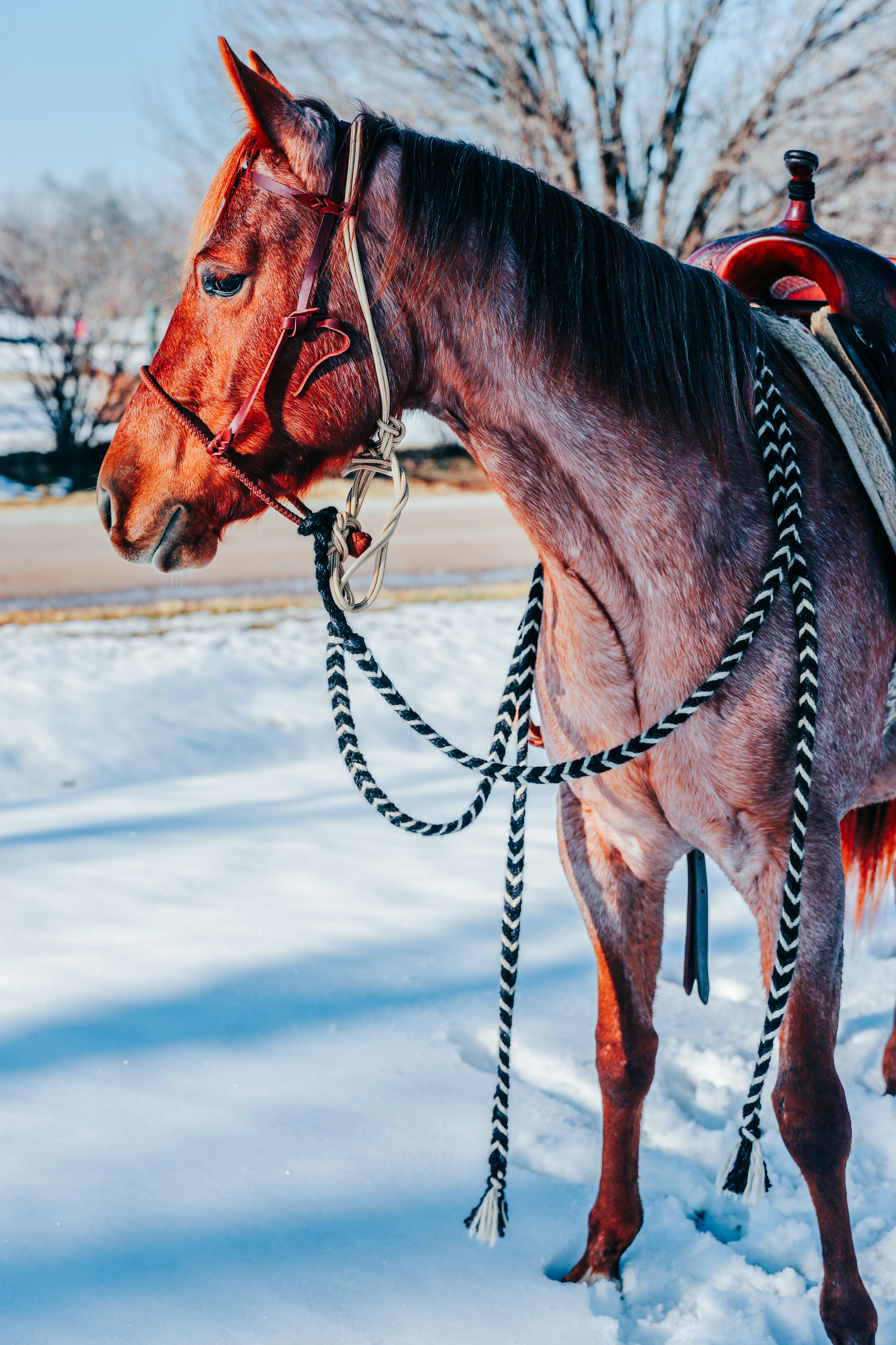 70.000+ melhores imagens de Rusty+mares+leg+bridger+western · Download ...