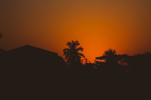 Silhouette Di Palm Tree