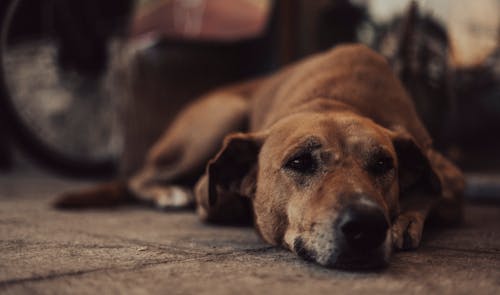 Foto stok gratis anjing coklat, berbohong, binatang peliharaan