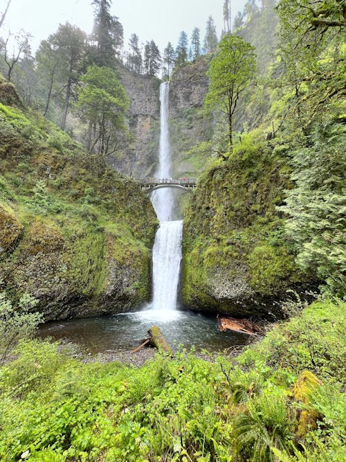 Fotos de stock gratuitas de acantilado, arboles, arroyo multnomah