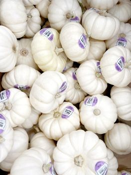 A vertical shot capturing an abundance of fresh white pumpkins at a fall market.