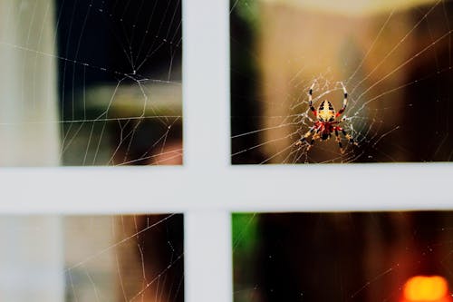 Gratis lagerfoto af edderkop, fælde, makro